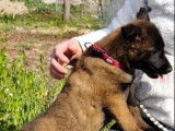 4 chiots Berger Malinois LOF à vendre, 2 mâles et 2 femelles charbonnés, nés en janvier 2026