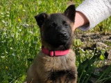 4 chiots Berger Malinois LOF à vendre, 2 mâles et 2 femelles charbonnés, nés en janvier 2026