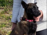 4 chiots Berger Malinois LOF à vendre, 2 mâles et 2 femelles charbonnés, nés en janvier 2026