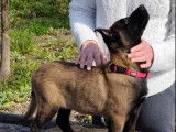 4 chiots Berger Malinois LOF à vendre, 2 mâles et 2 femelles charbonnés, nés en janvier 2026