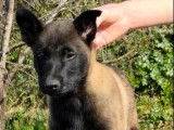 4 chiots Berger Malinois LOF à vendre, 2 mâles et 2 femelles charbonnés, nés en janvier 2026