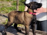 4 chiots Berger Malinois LOF à vendre, 2 mâles et 2 femelles charbonnés, nés en janvier 2026