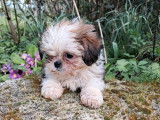 3 chiots mâles Shih Tzu à vendre, non LOF, nés en janvier 2026