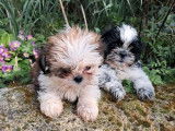 3 chiots mâles Shih Tzu à vendre, non LOF, nés en janvier 2026