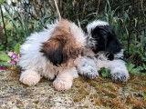 3 chiots mâles Shih Tzu à vendre, non LOF, nés en janvier 2026
