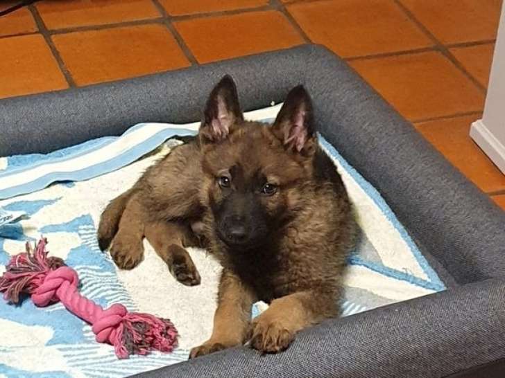 2 chiots femelles Berger Allemand gris à vendre, nées en janvier 2026