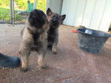 2 chiots femelles Berger Allemand gris à vendre, nées en janvier 2026