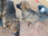 2 chiots femelles Berger Allemand gris à vendre, nées en janvier 2026