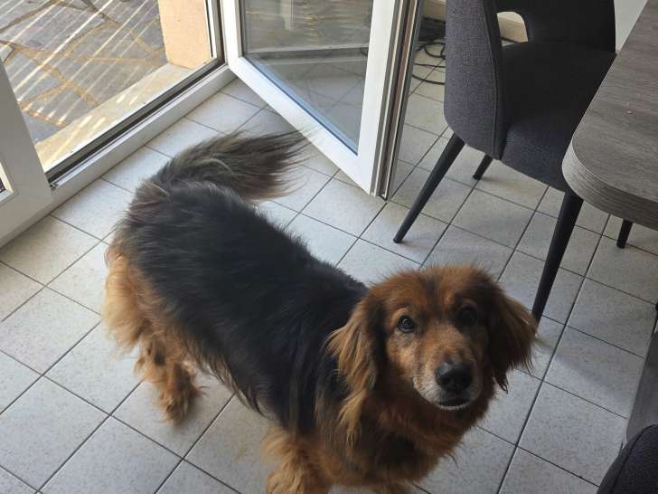 Chien croisé Colley à vendre