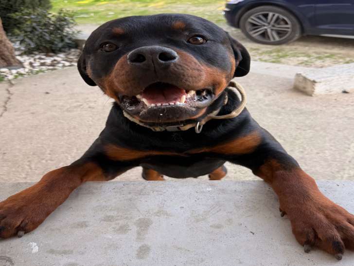 Baloo, mâle Rottweiler disponible pour saillie