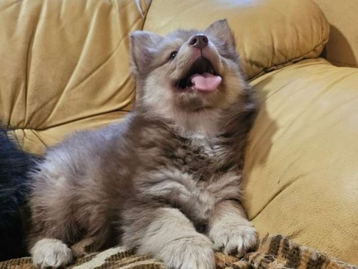 1 mâle et 1 femelle Chien Finnois de Laponie LOF à vendre, nés en janvier 2026