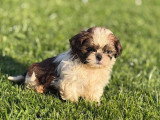 3 mâles et 1 femelle Shih Tzu LOF à réserver, nés en janvier 2026