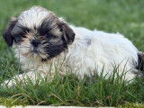 3 mâles et 1 femelle Shih Tzu LOF à réserver, nés en janvier 2026