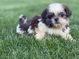 3 mâles et 1 femelle Shih Tzu LOF à réserver, nés en janvier 2026