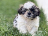 3 mâles et 1 femelle Shih Tzu LOF à réserver, nés en janvier 2026
