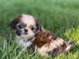 3 mâles et 1 femelle Shih Tzu LOF à réserver, nés en janvier 2026