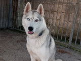 Mâle Husky disponible pour saillie