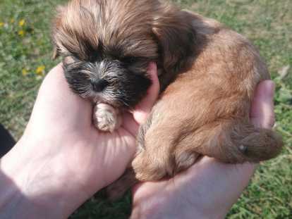 Chiots de type Shih Tzu à vendre (4 femelles & 3 mâles)