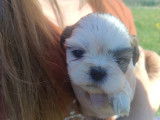 Chiots de type Shih Tzu à vendre (4 femelles & 3 mâles)
