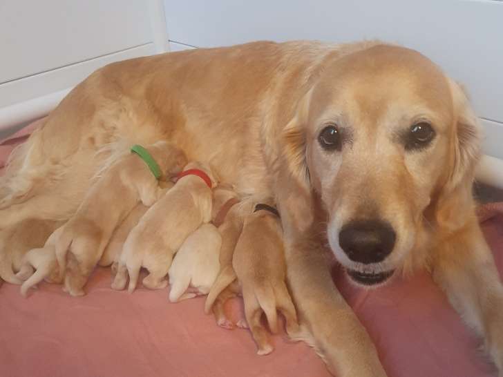 Chiots Golden Retriever LOF à vendre