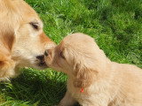 Chiots Golden Retriever LOF à vendre