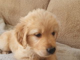 Chiots Golden Retriever LOF à vendre