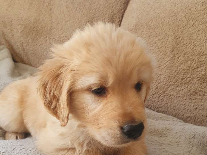 Chiots Golden Retriever LOF à vendre