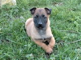 9 chiots Malinois à vendre