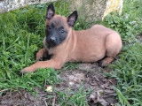 9 chiots Malinois à vendre