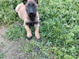 9 chiots Malinois à vendre