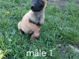 9 chiots Malinois à vendre