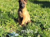 9 chiots Malinois à vendre