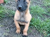 9 chiots Malinois à vendre