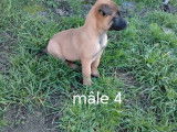 9 chiots Malinois à vendre