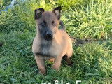 9 chiots Malinois à vendre