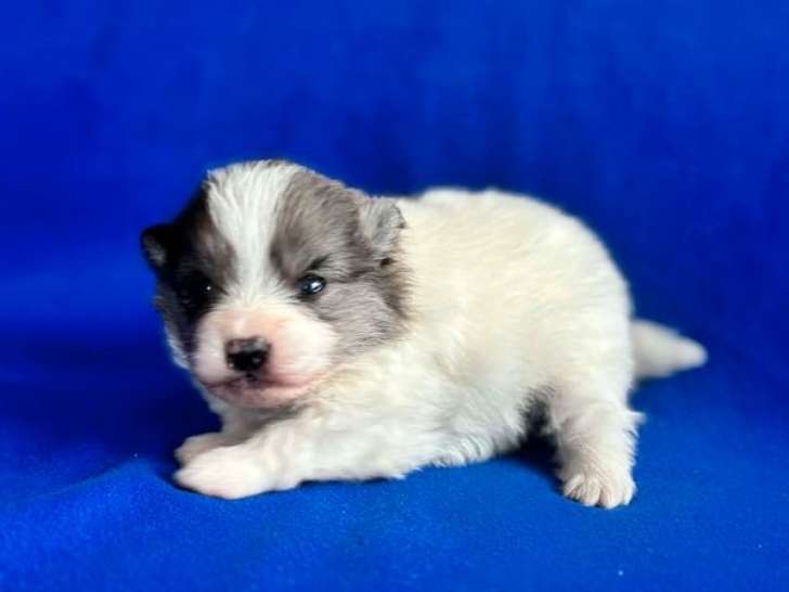 5 chiots Spitz Nain à réserver, 4 mâles et 1 femelle, non LOF, nés en février 2026