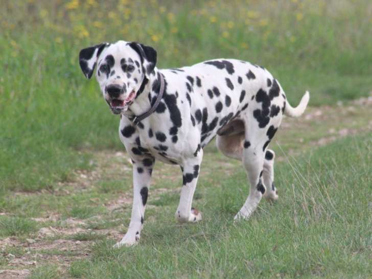 Chiots Dalmatien à réserver, naissance prévue mi-mars 2026