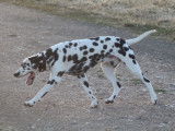 Chiots Dalmatien à réserver, naissance prévue mi-mars 2026