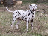 Chiots Dalmatien à réserver, naissance prévue mi-mars 2026