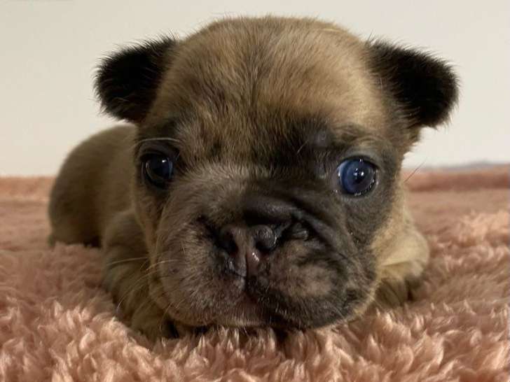 Chiot Bouledogue Français femelle à réserver, née en février 2026