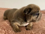 Chiot Bouledogue Français femelle à réserver, née en février 2026