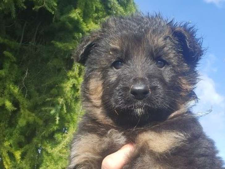 4 mâles et 6 femelles Berger Allemand LOF poil long à réserver, nés en février 2026