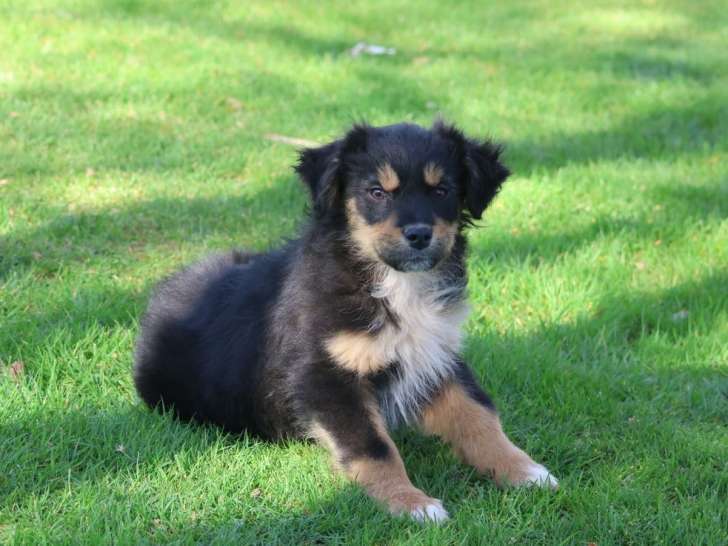 3 chiots Berger Australien à vendre, non LOF, nés en septembre 2025