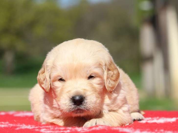 4 chiots mâles Golden Retriever LOF à réserver, nés en février 2026