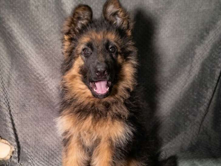 Chiot Berger Allemand femelle à vendre, non LOF, née en janvier 2026