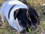 2 mâles Jack Russell Terrier LOF à réserver, nés en janvier 2026