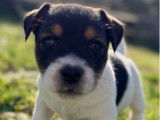 2 mâles Jack Russell Terrier LOF à réserver, nés en janvier 2026