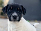 2 mâles Jack Russell Terrier LOF à réserver, nés en janvier 2026