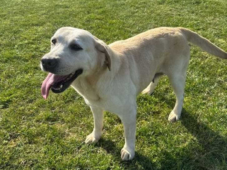 Femelle Labrador LOF adulte à vendre, née en mai 2018