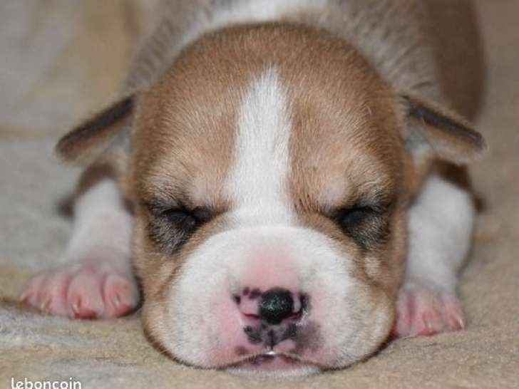 6 chiots American Staffordshire Terrier LOF à réserver, 3 mâles et 3 femelles, nés en février 2026